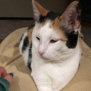 Meet your Posher, Mak